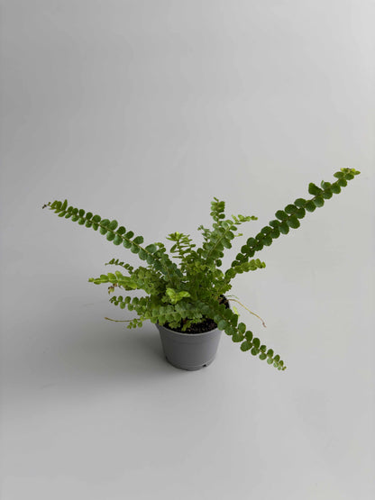 Lemon Button Fern terrarium plant
