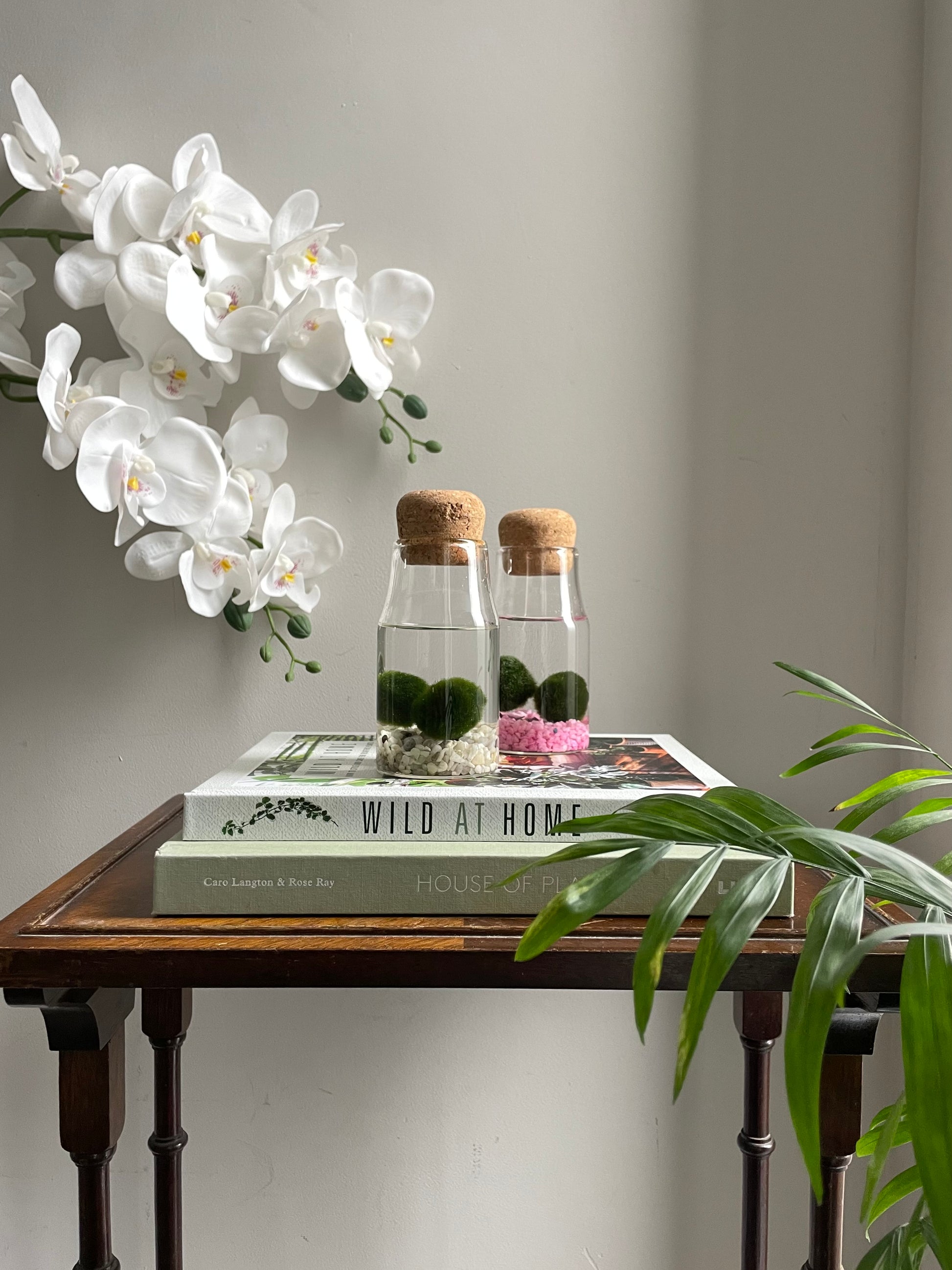 Marimo moss balls 