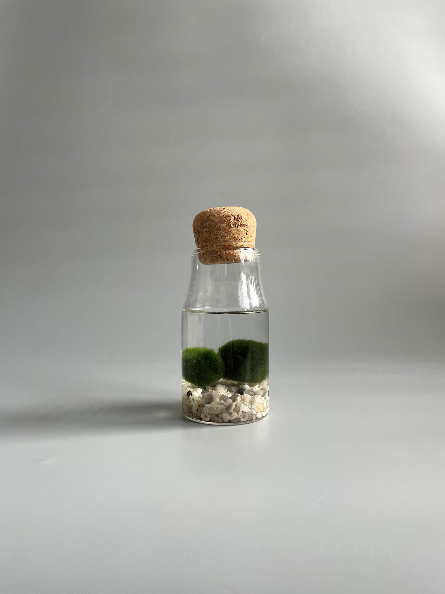 Marimo moss balls.