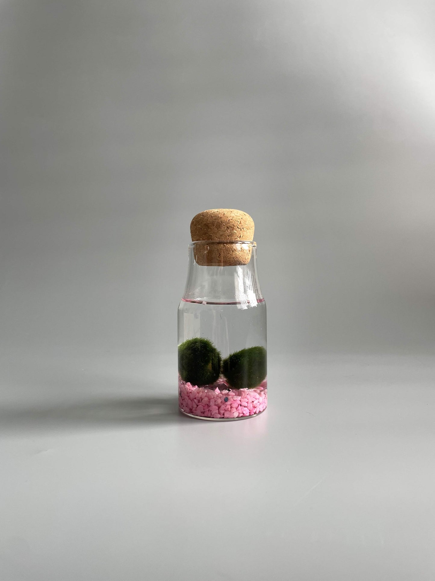Marimo moss balls