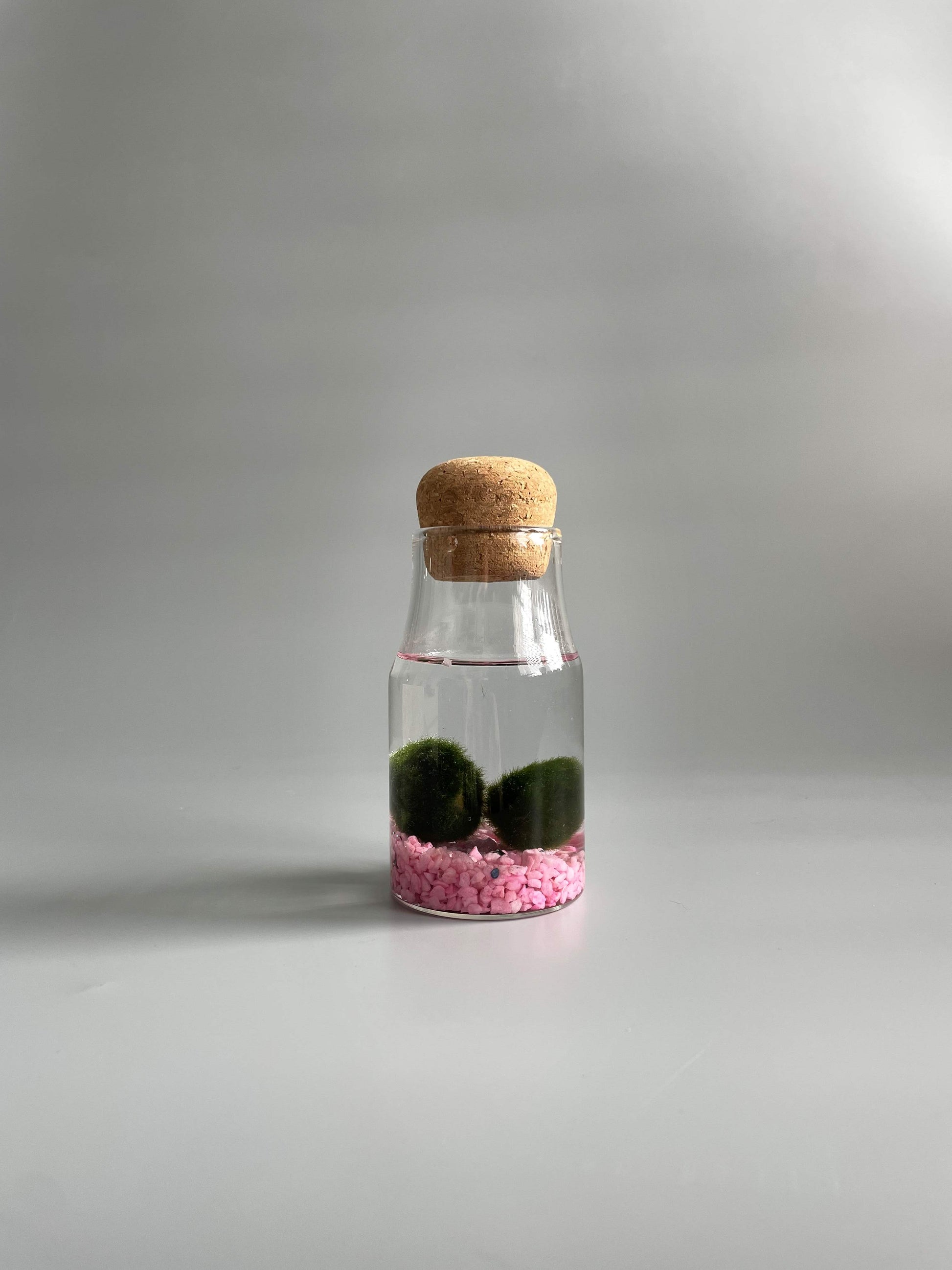 Marimo moss balls