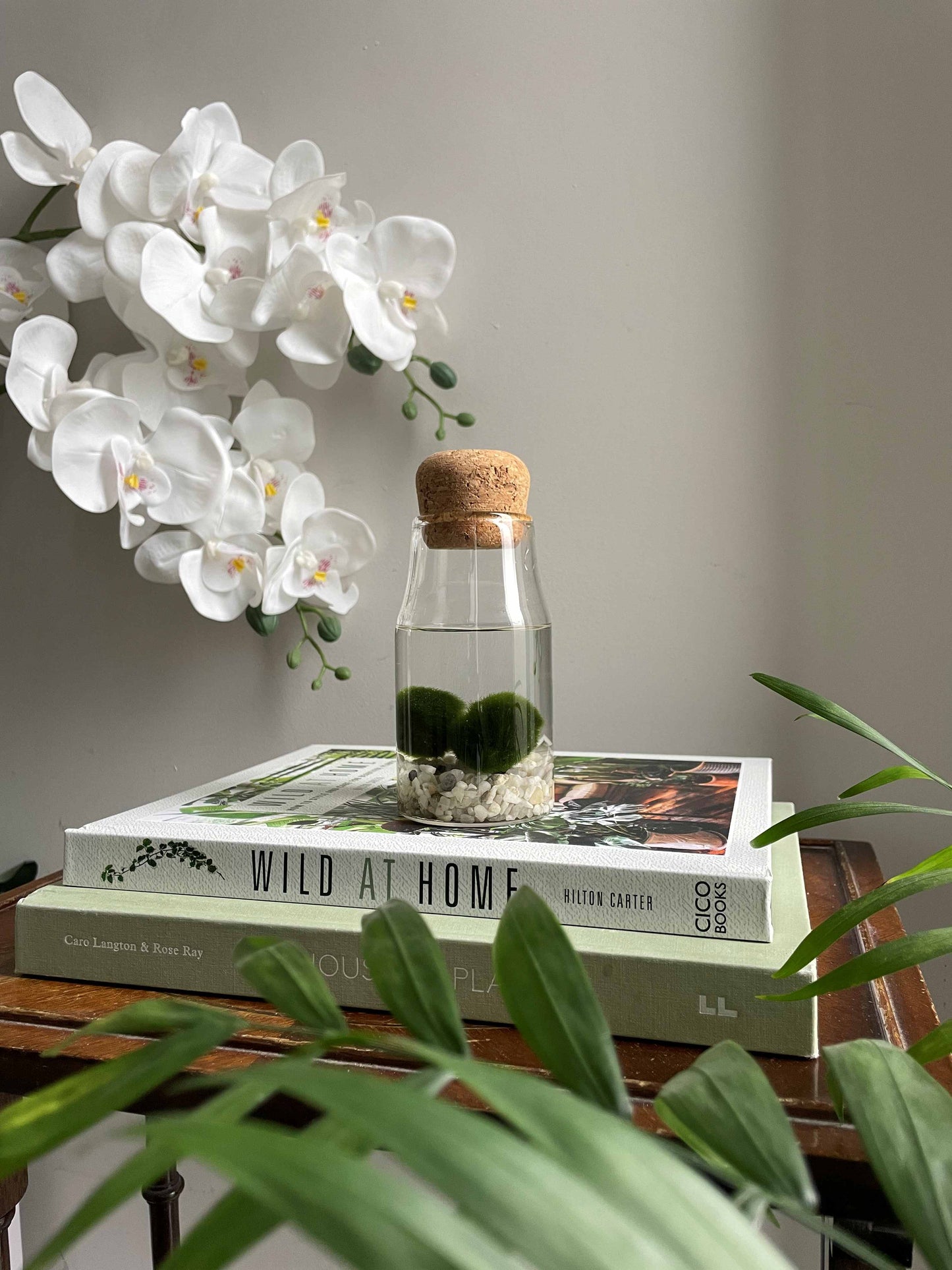Marimo moss balls