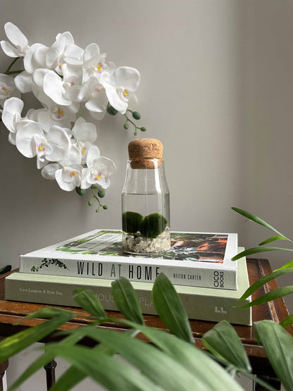Marimo moss balls