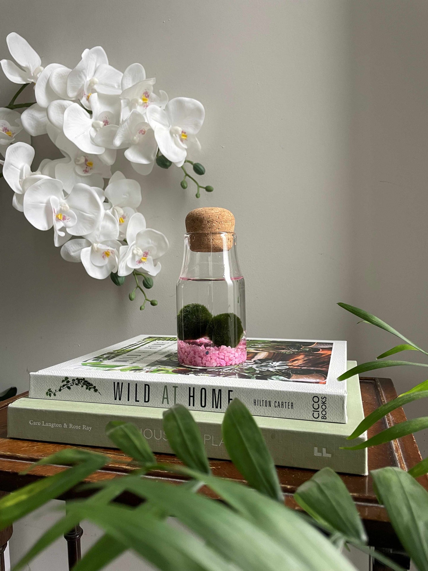 Marimo moss balls
