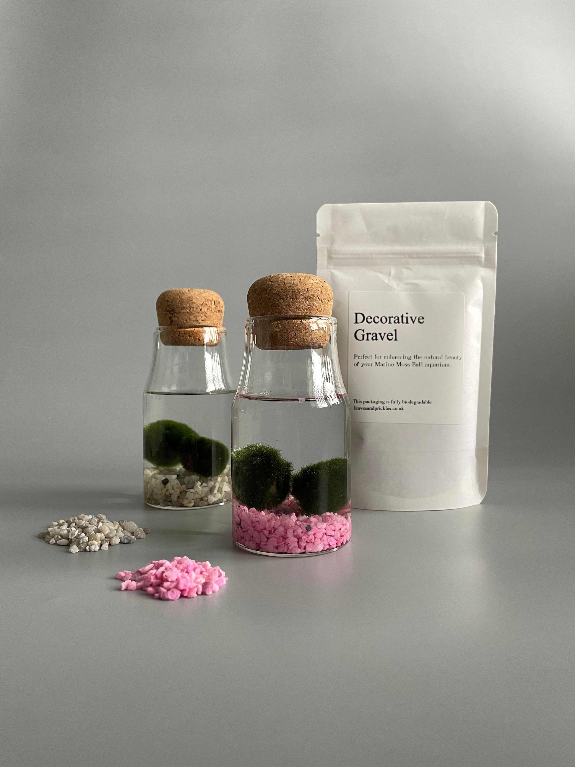 Marimo moss balls kit 