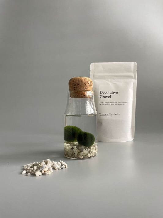 Marimo moss balls kit 