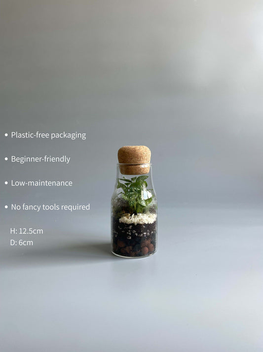 Bottle Terrarium Kit - H: 12.5cm D: 6cm