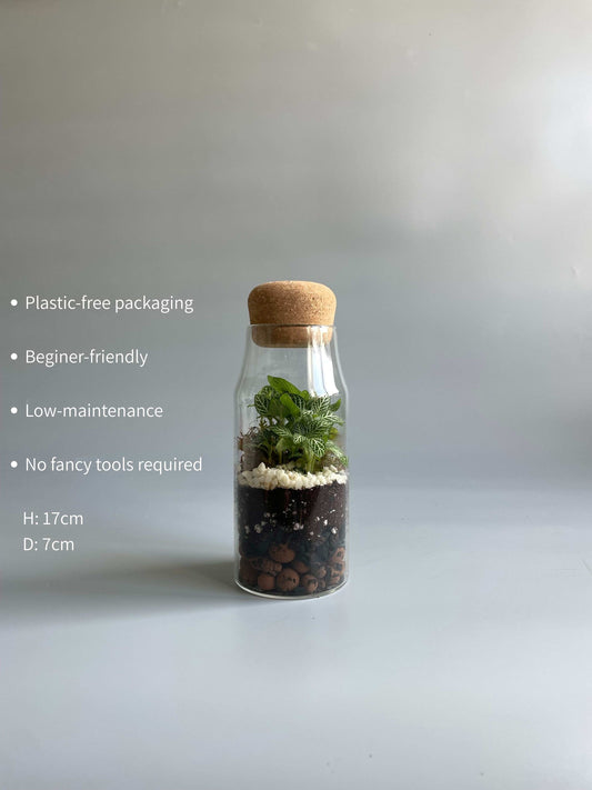 Bottle Terrarium Kit - H: 17cm D: 7cm