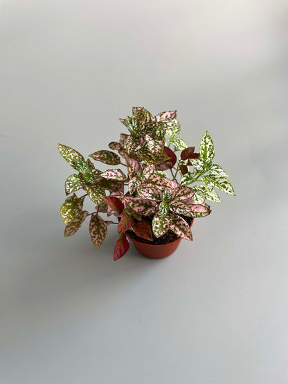 Polka dot terrarium plant 