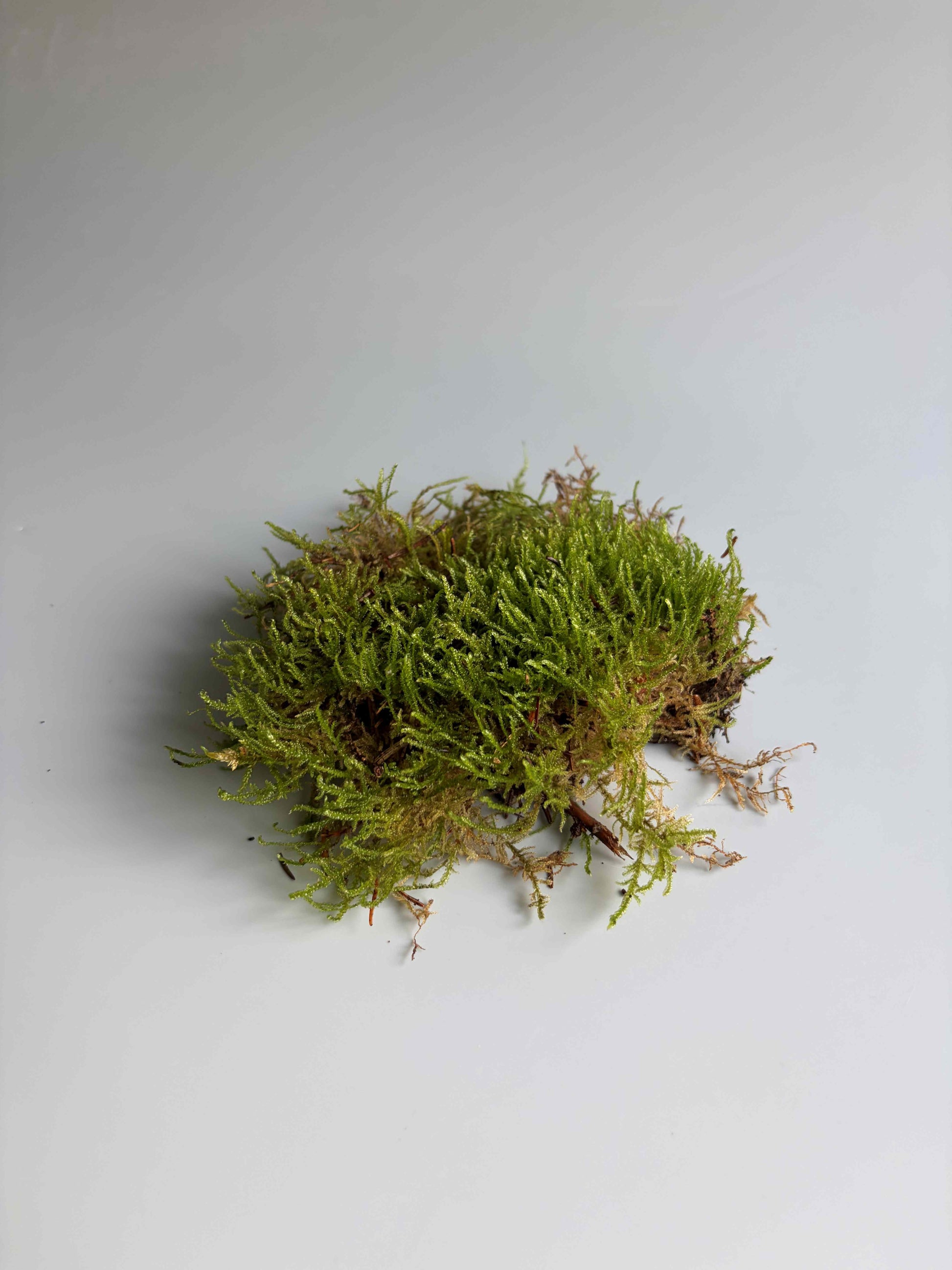 Sheet Moss also know as a carpet moss