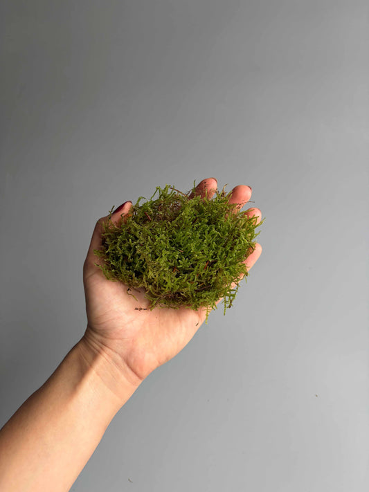 Sheet Moss in a hand