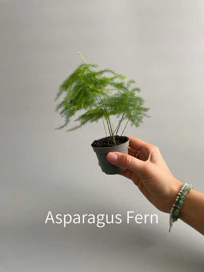 Asparagus fern terrarium plant in a small plastic pot, held by hand