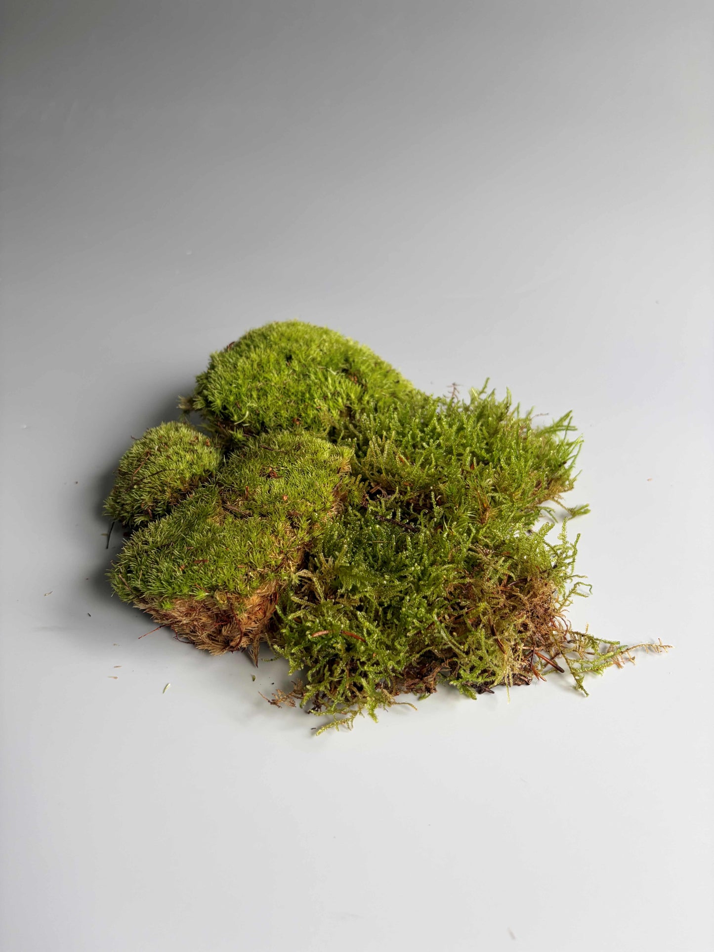 Terrarium moss Duo Carpet Moss Bun Moss Bundle