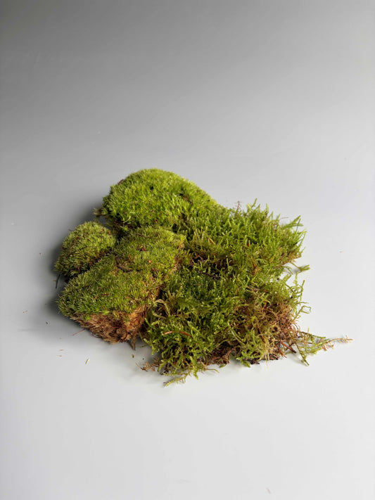 Terrarium moss Duo Carpet Moss Bun Moss Bundle