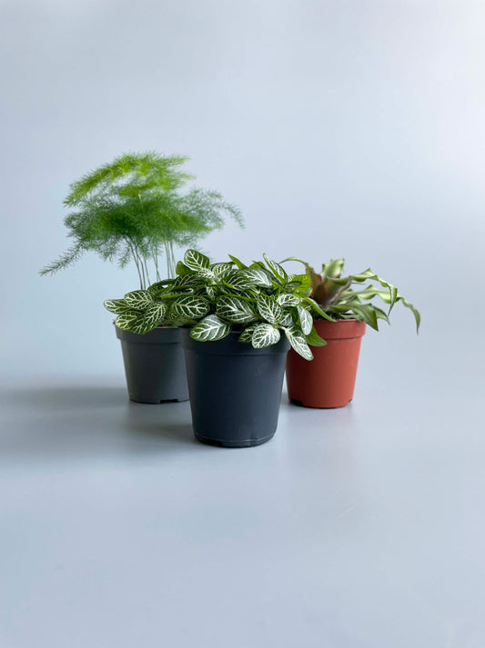 Terrarium plants bundle 
