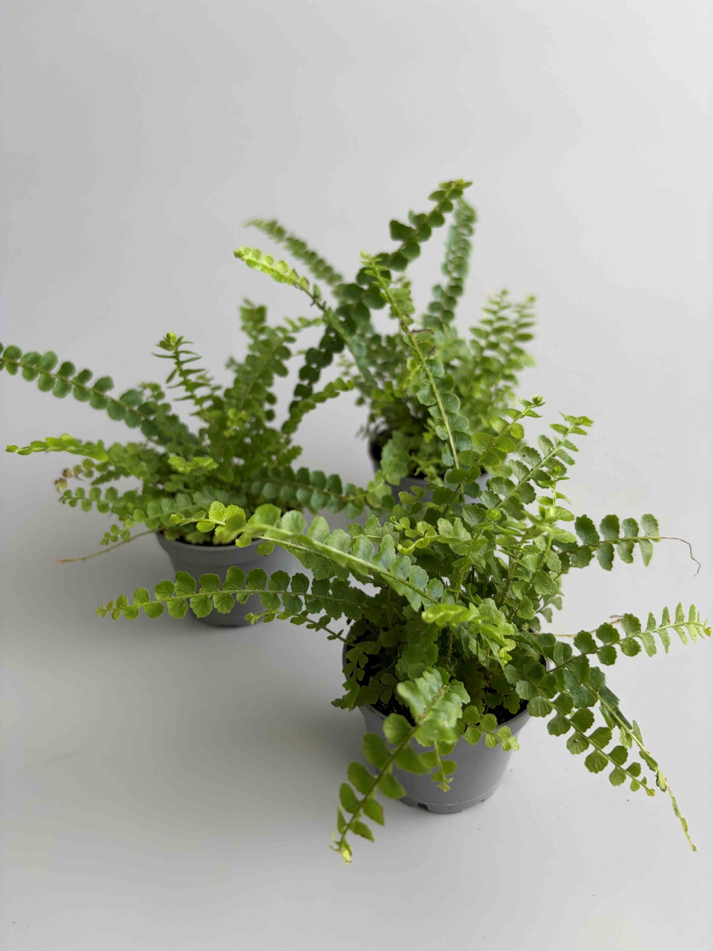 Three Lemon Button Ferns terrarium plants