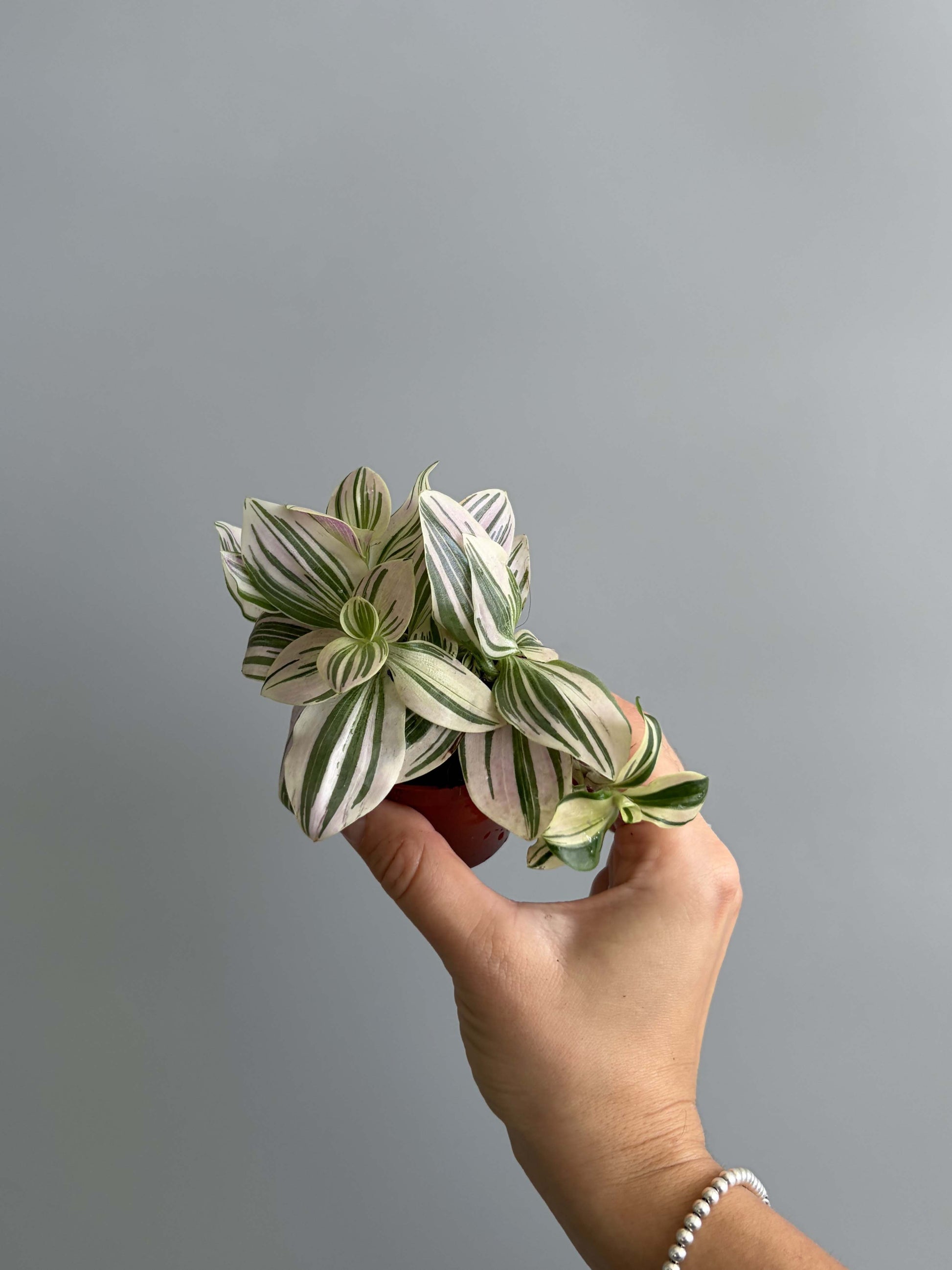 Tradescantia Unicorn