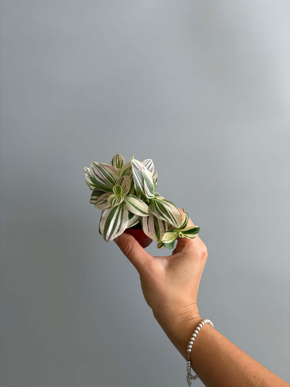 Tradescantia Unicorn