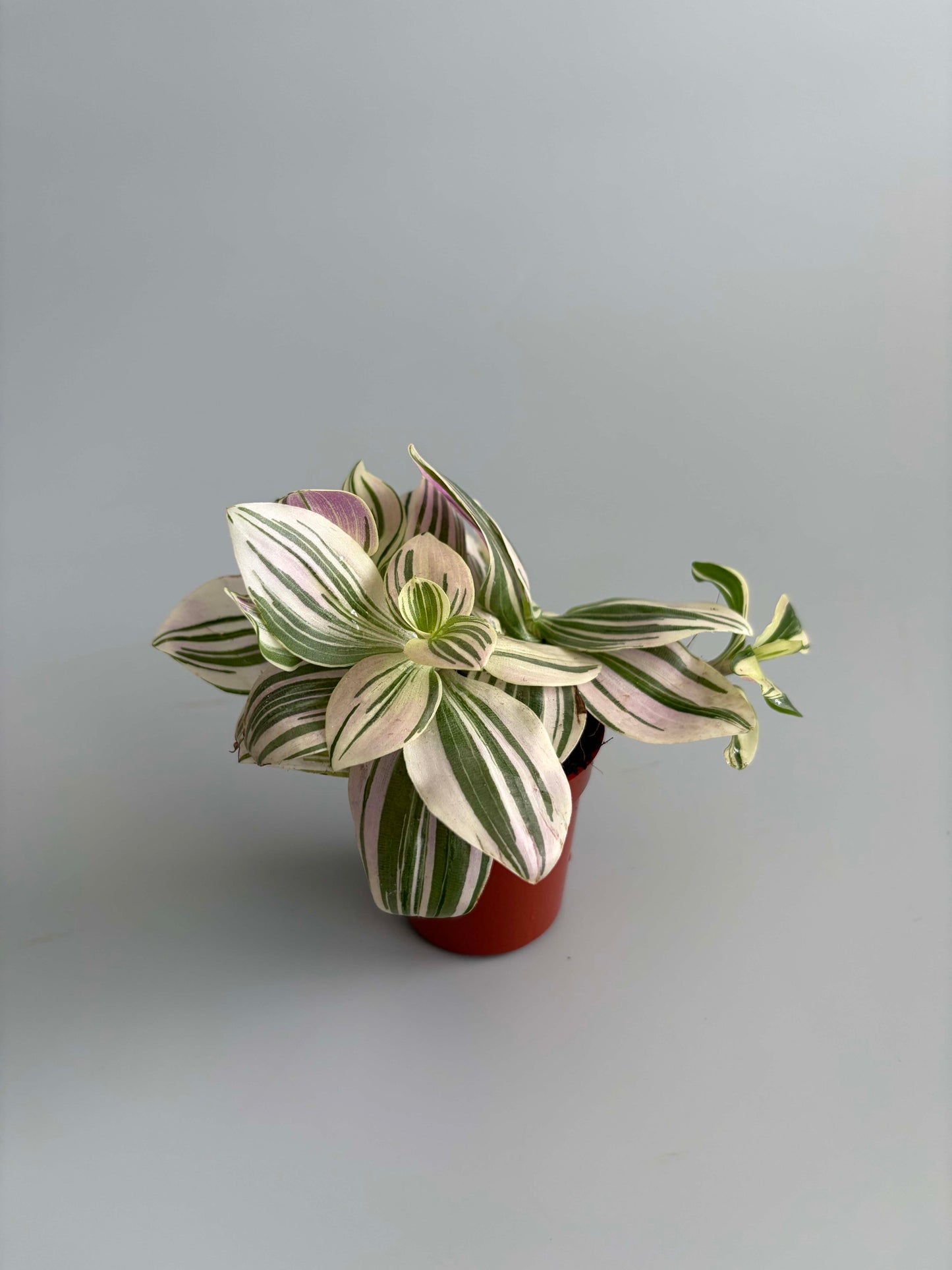 Tradescantia Unicorn