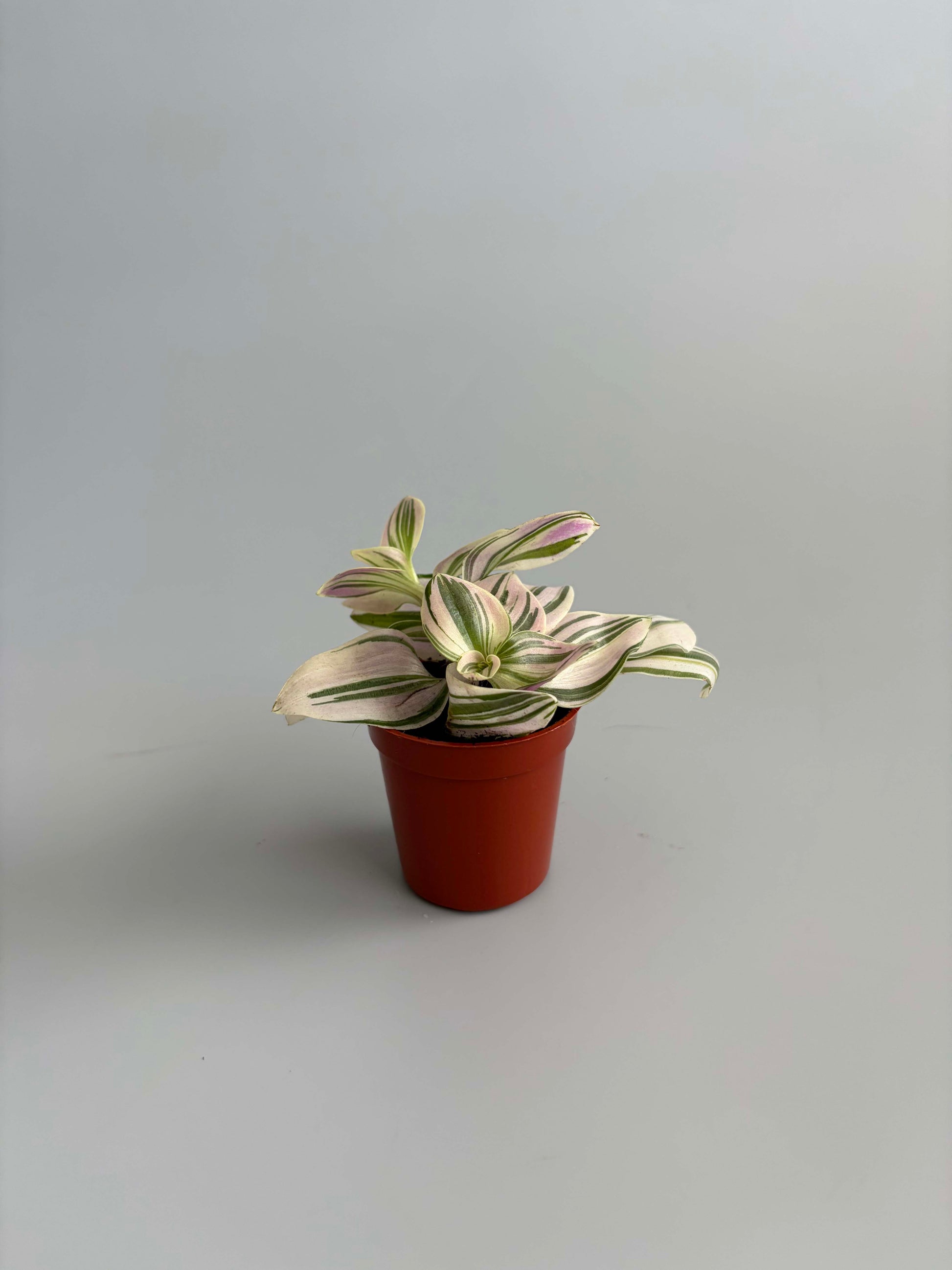 Tradescantia Unicorn