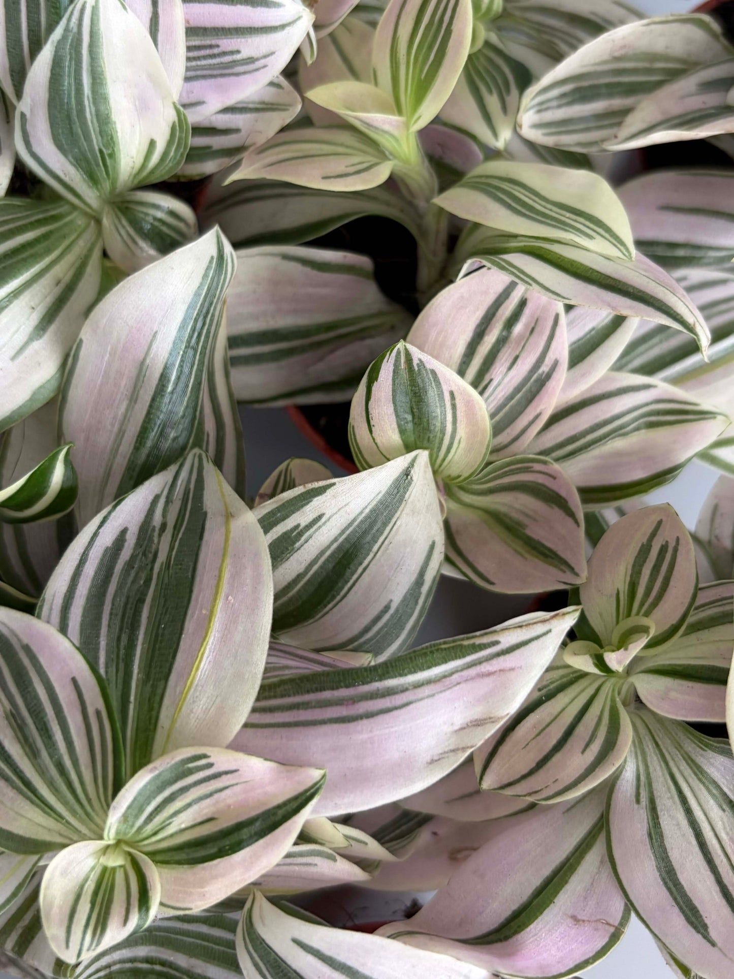 Tradescantia Unicorn close up 