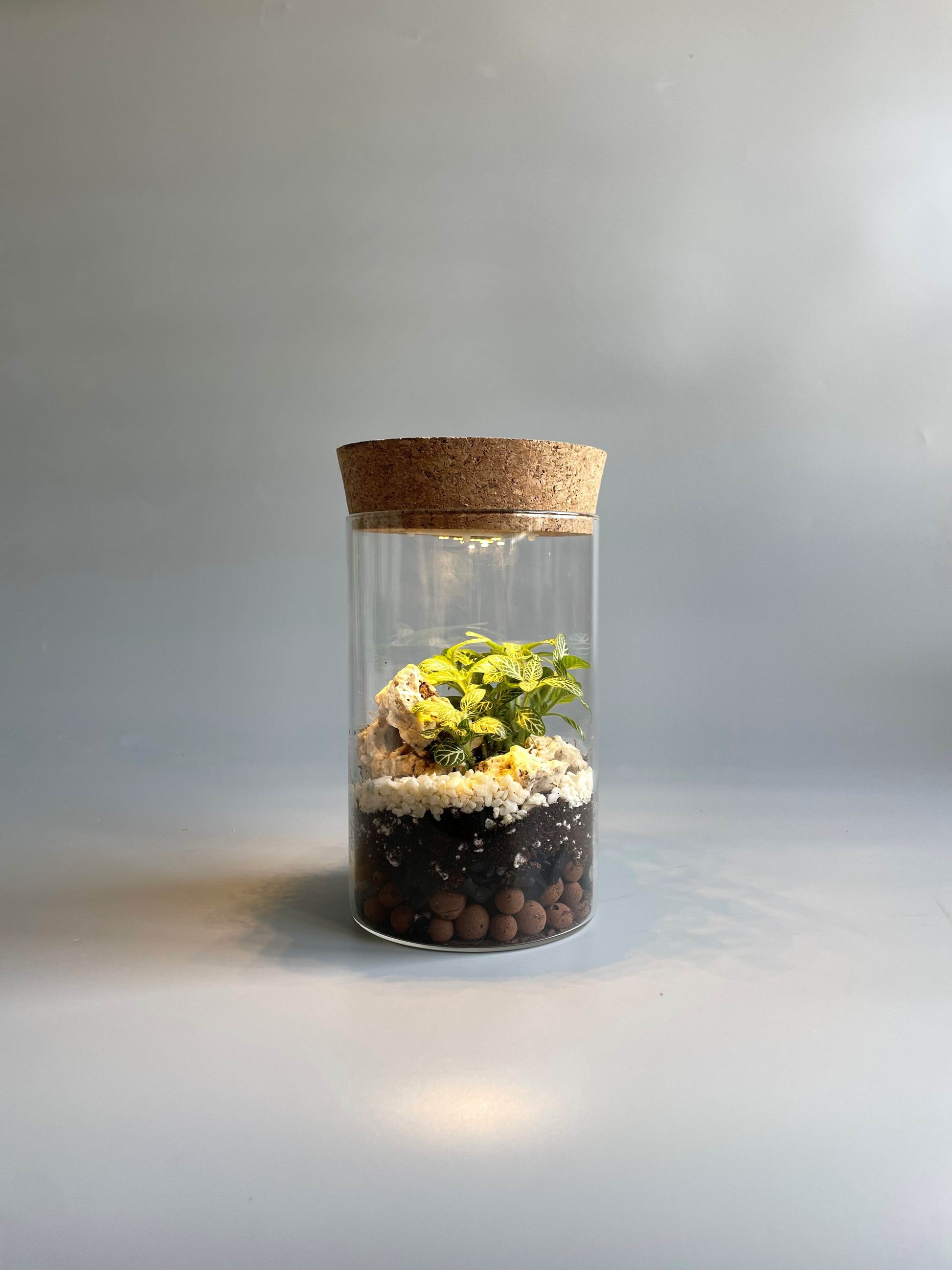 Tube terrarium with light 