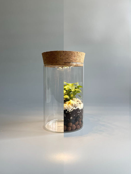 Light-up Terrarium Container - H:18cm D:10cm