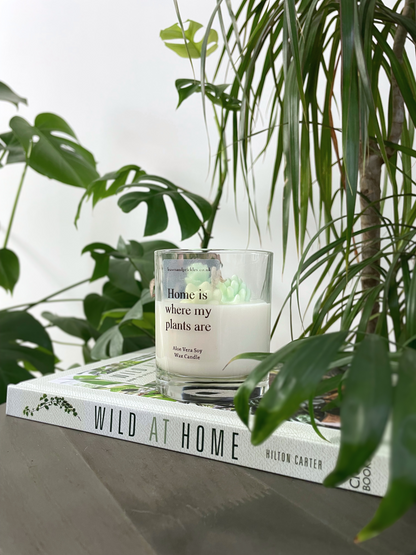 New Home Cacti and Succulents Terrarium Candle - Aloe Vera