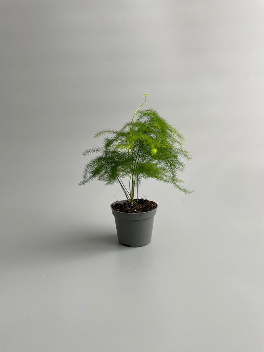 asparagus fern 