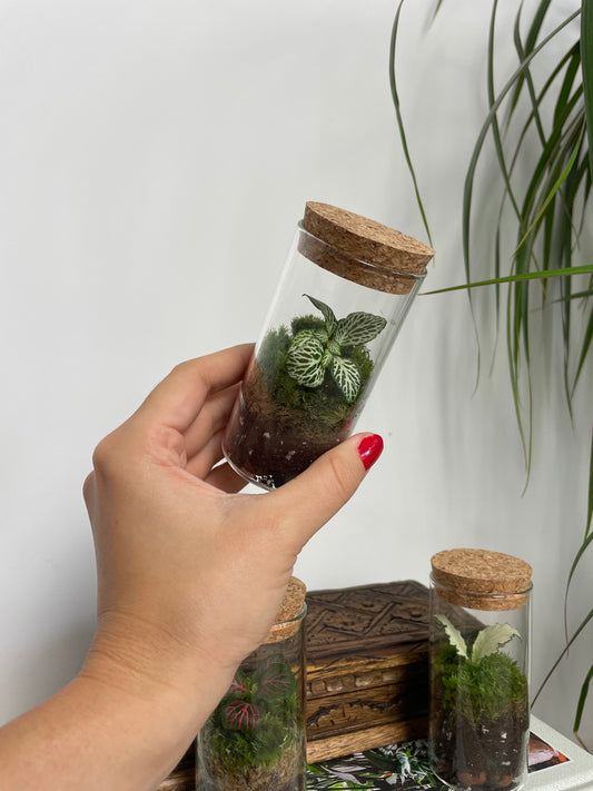 Mini terrarium 