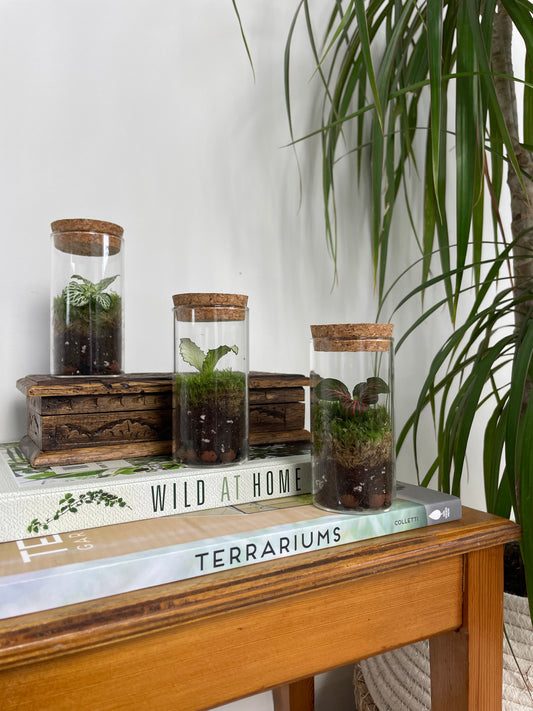 Mini terrarium 