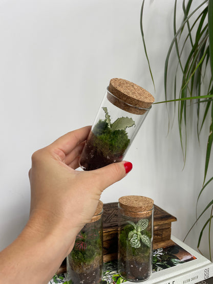 Mini terrarium 