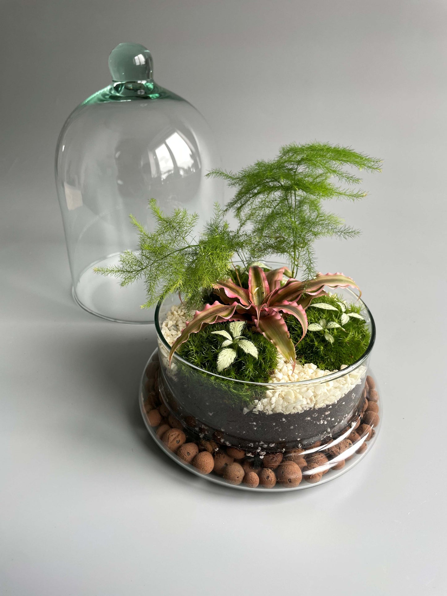 ready made glass dome terrarium with plants