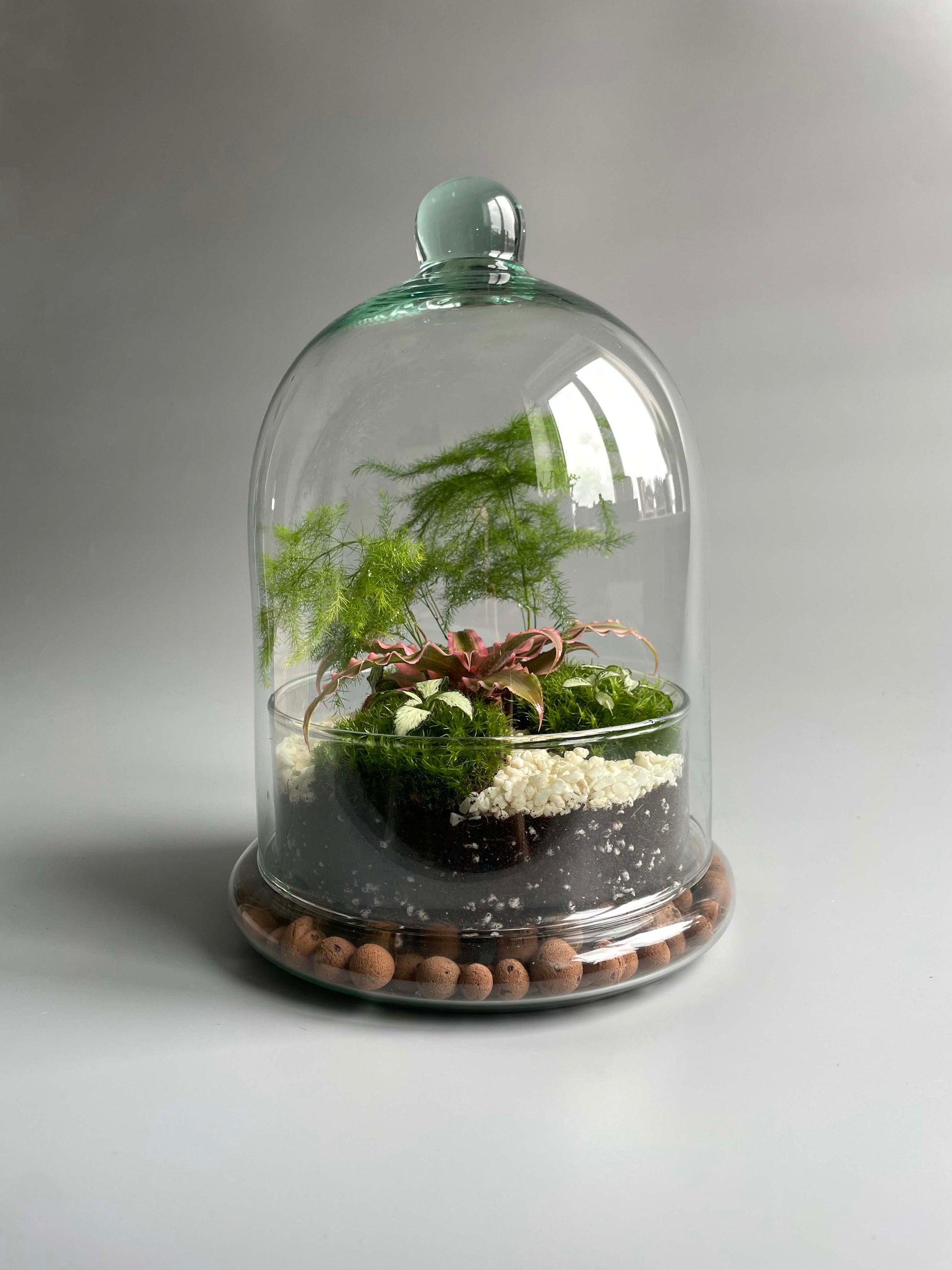 ready made glass dome terrarium with plants