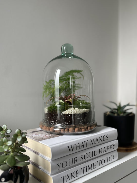 ready made glass dome terrarium display 