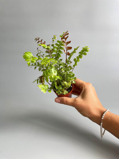 Hand holding a small potted terrarium plant against a plain background