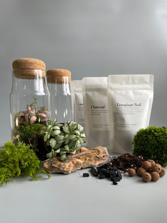 terrarium kit with plants 