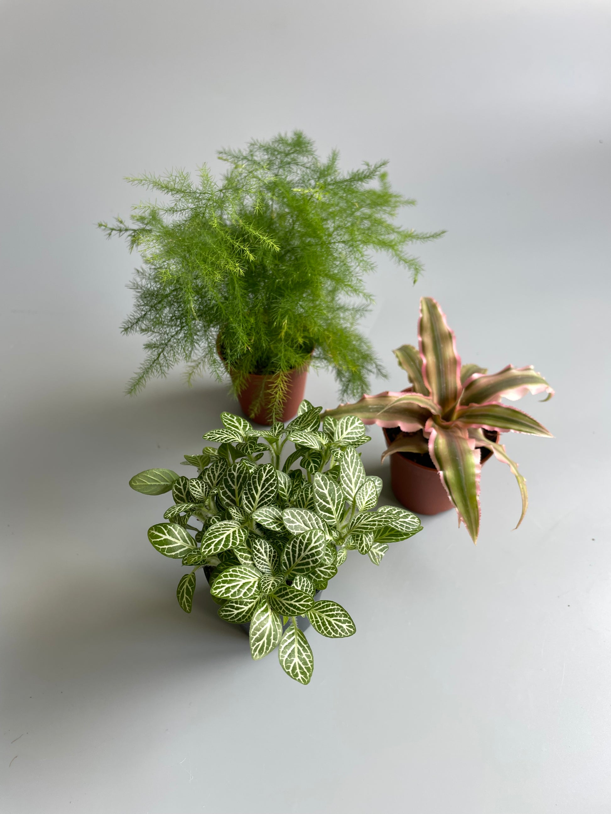 terrarium plant bundle 