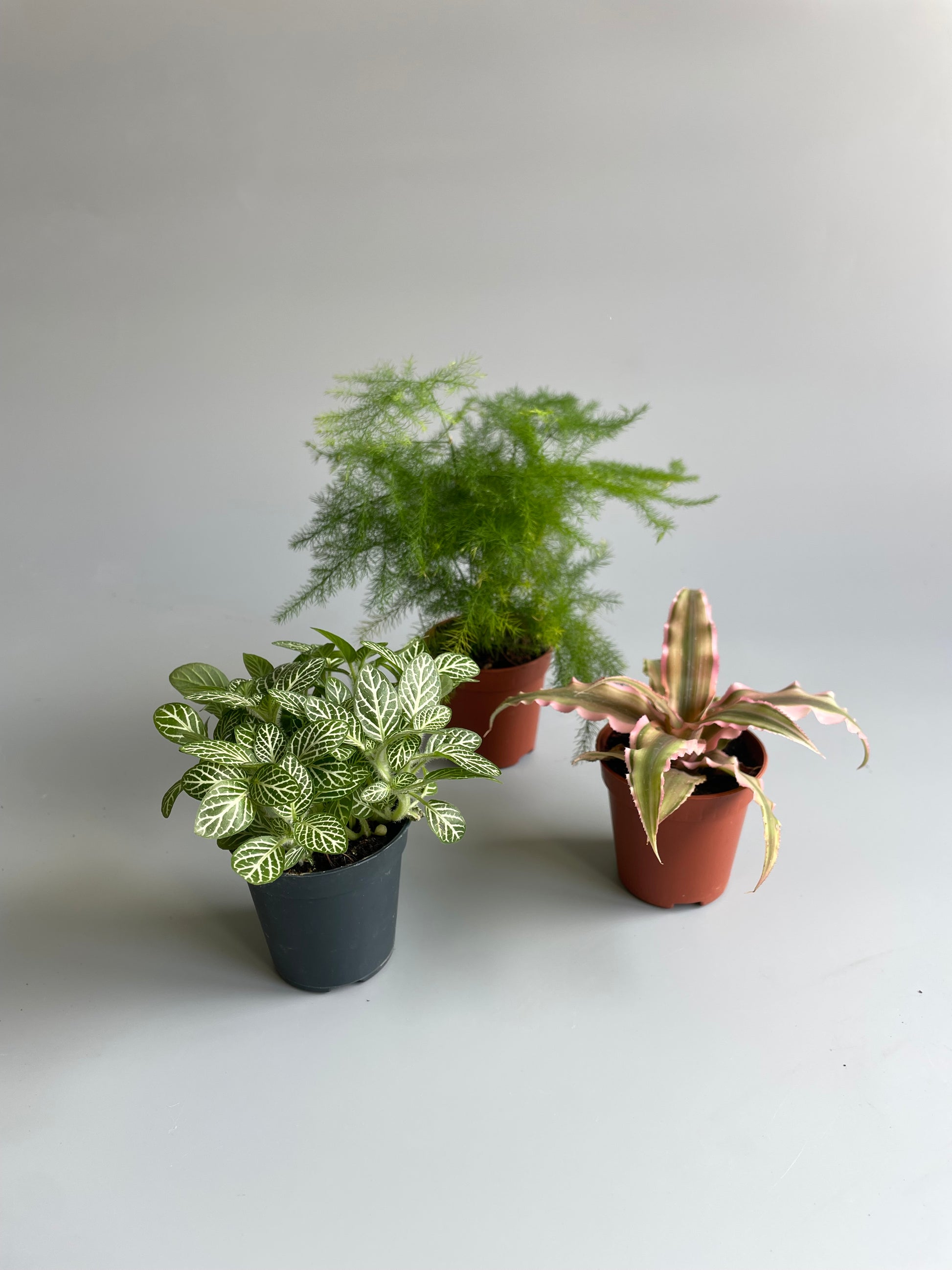 terrarium plant bundle 