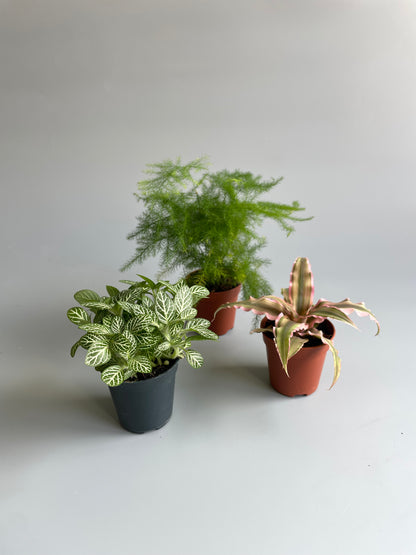 terrarium plant bundle 